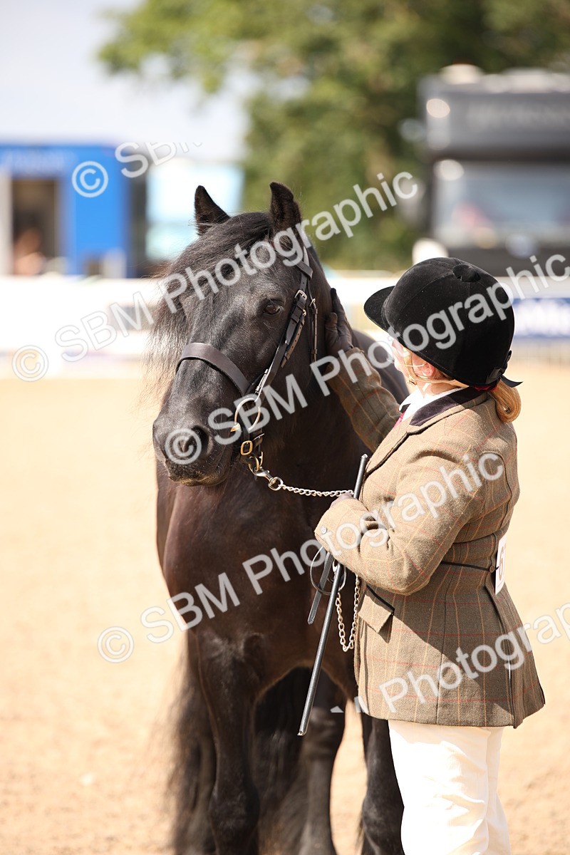 SBM_03423 - Class 18 Handsomest Gelding (IH or Ridden)