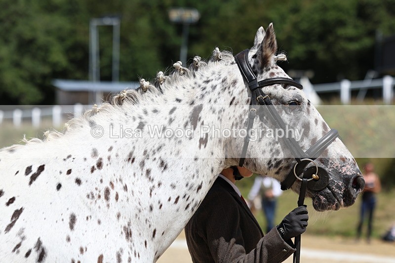 3E7A9420 - Class 29: Veteran In Hand