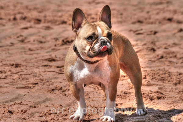 Fudge - Dogs