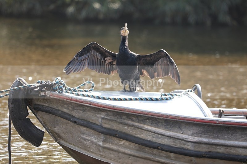 Cormorant 11 - Animals, Birds etc