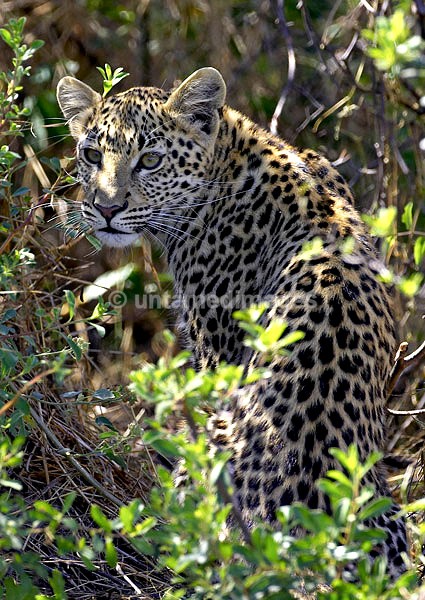 Leopard - Botswana