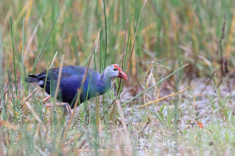 Grey-headed Swamphen, Harns Marsh, Florida - Grey-headed Swamphen