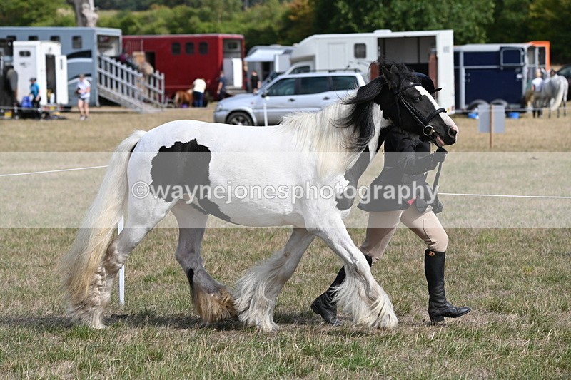 WJ6_6465 - Class 20 In-hand Cob