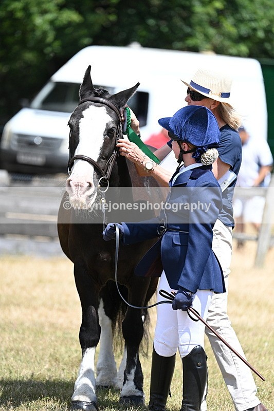 WJ7_2260 - Class 5 Most Handsome Gelding (up to 14.2hh) in hand
