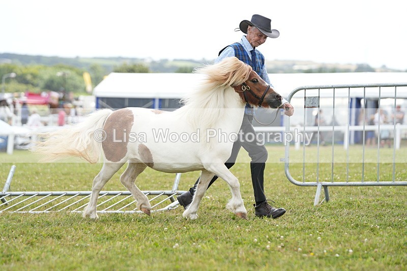 DSC06824 - Class 60: Coloured Pony 4yrs & over