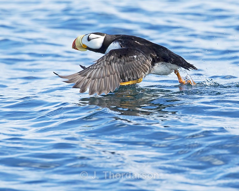  - Sea Birds