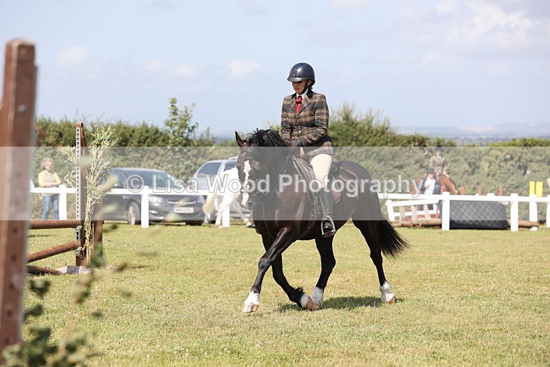 JPP_2313 - Class 19: Working Hunter 60cm