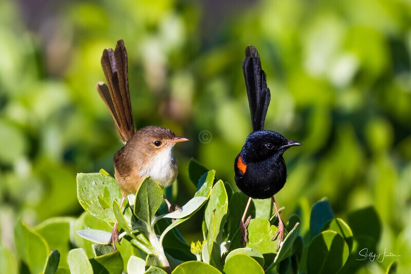 Mr and Mrs red backed fairy wren - Red-backed Fairy Wren