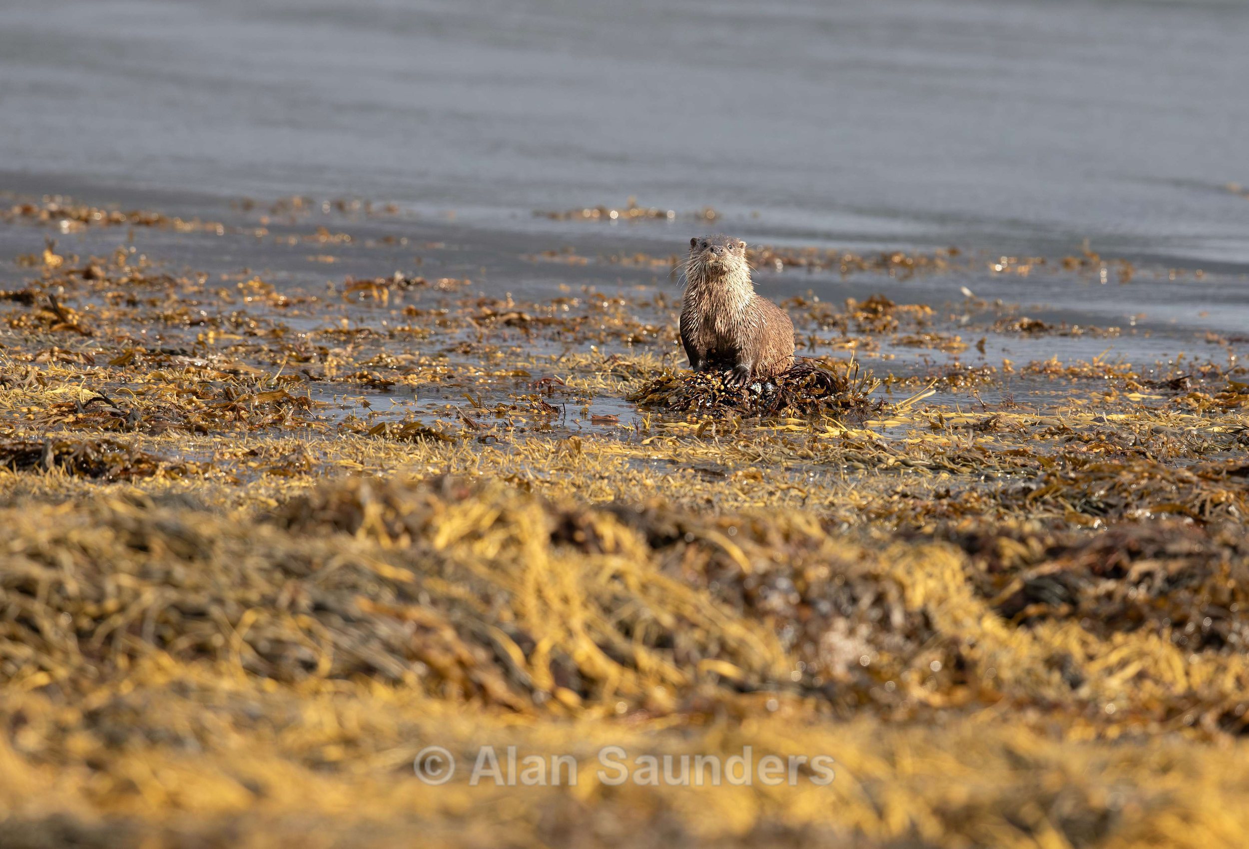 Eurasian Otter 49