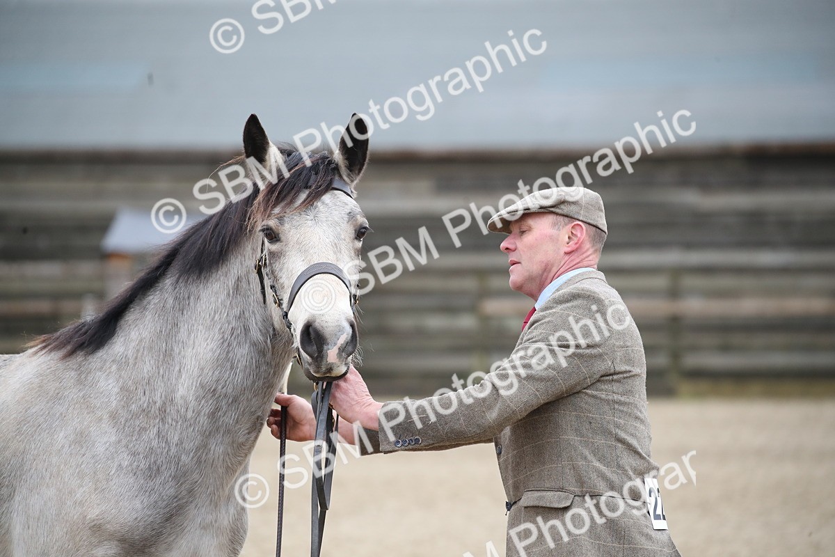 SBM_003988 - Class 1-4 - Young Stock classes Inc. In Hand Championship