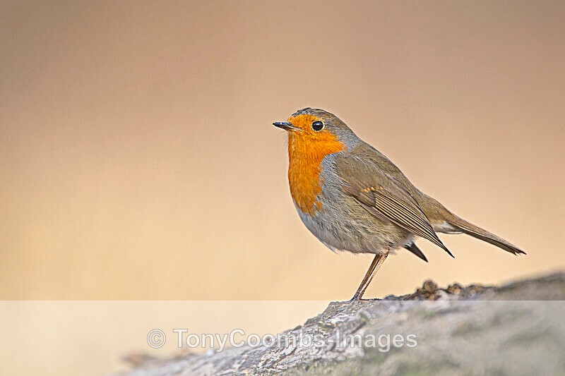 Robin  1901-18867 - Around the Reflection Pool
