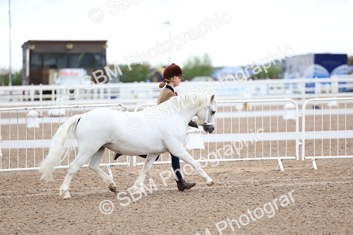 SBM_00275 - Class 13 - Young Handler