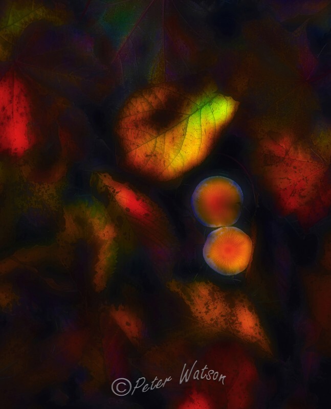 Autumn Leaf Fall 1 Abstract - Elemental