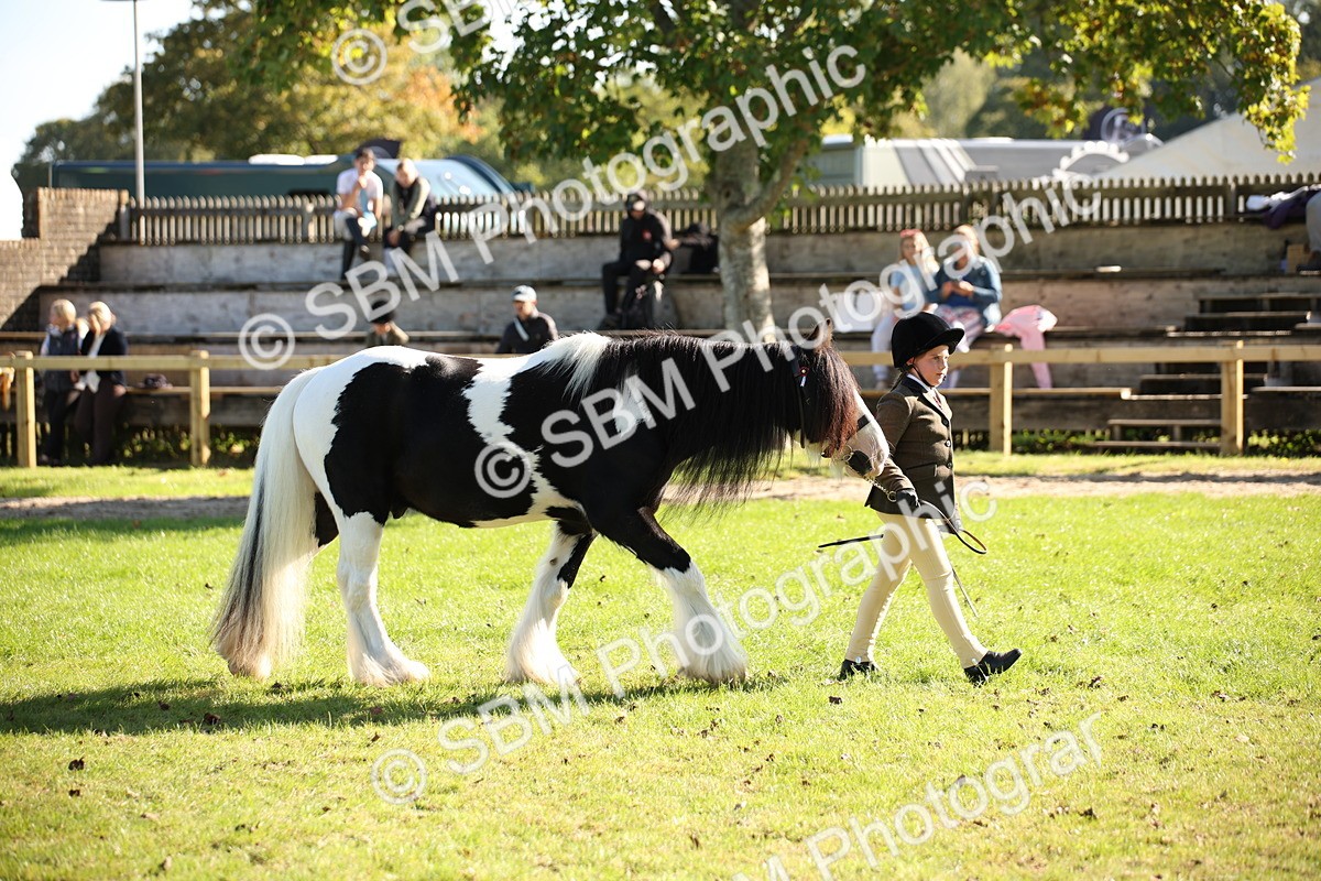 SBM_36600 - S10 - Best In Hand Horse & Pony