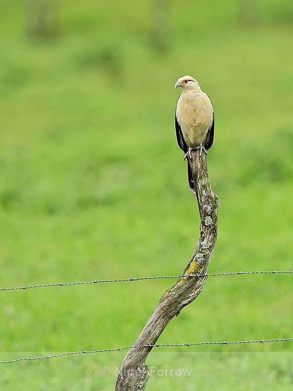 Yellow-headed Caracara (adult), Panama - Yellow-headed Caracara