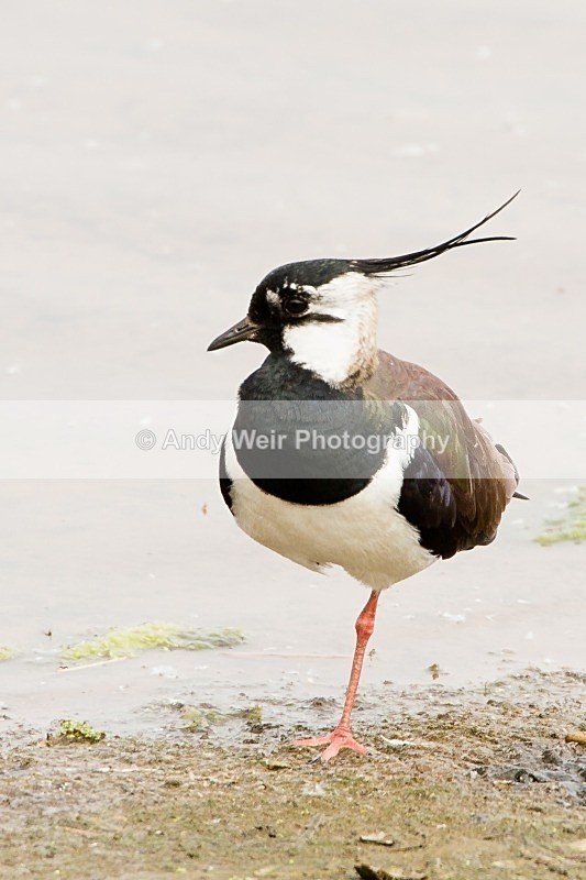 20120520-_MG_8856 - Lapwing