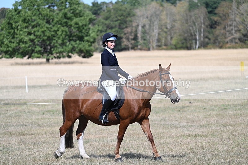 WJ7_1163 - Class 41 Prettiest Mare