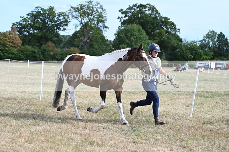 WJ7_8176 - In-hand Championship