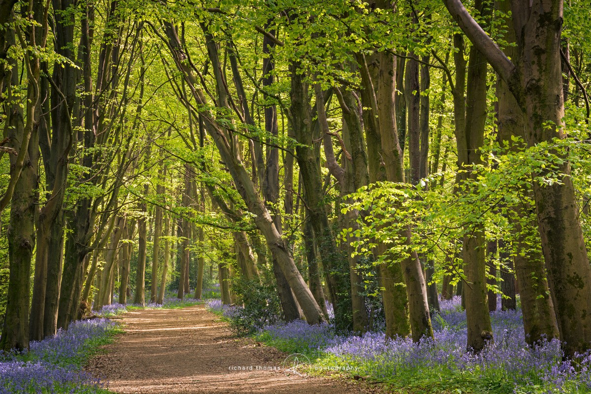 Footpath through Bluebell wood - BlueWood