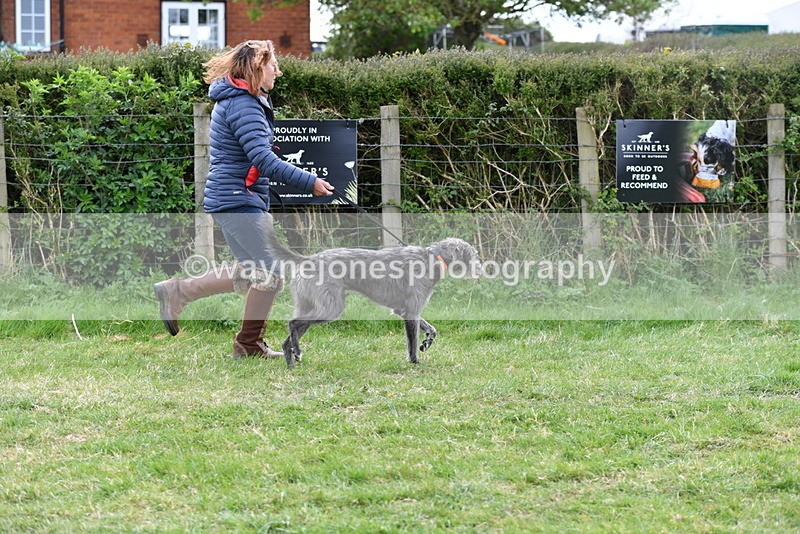 WJ5_9127 - Class 1 Best Cross Breed / Heniz 57