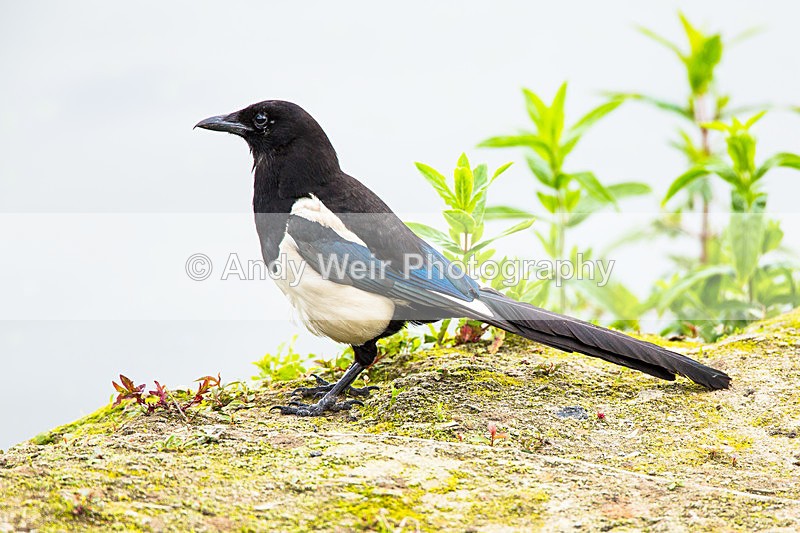 20140621-3K8A2460 - Corvids