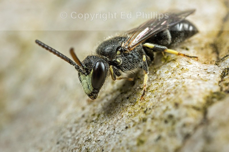 Hyaleus hyalinatus (m)