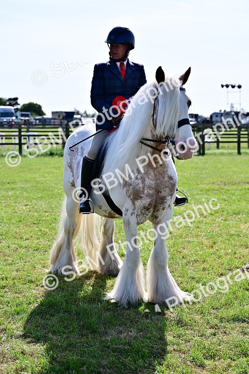 SBM_09497 - Class 63-65 - Traditional Gypsy Cobs In Hand & Ridden