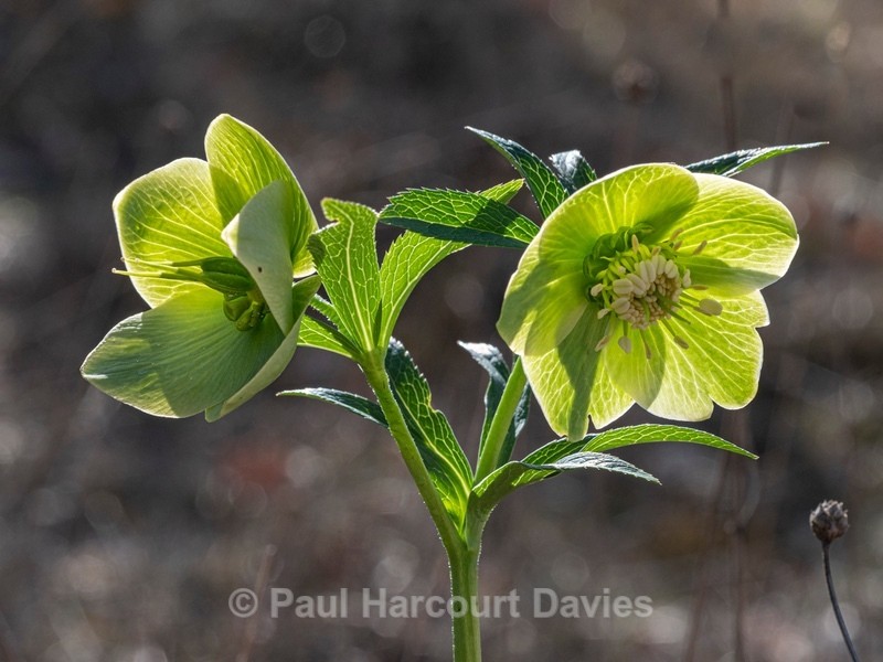 Green hellebore (Helleborus viridis) - Flower Portraits