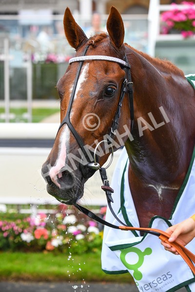 100923-Race 7-Looking For Lynda-1306 - Race 7 4.55pm Brian Taylor 50 Not Out Apprentice Handicap