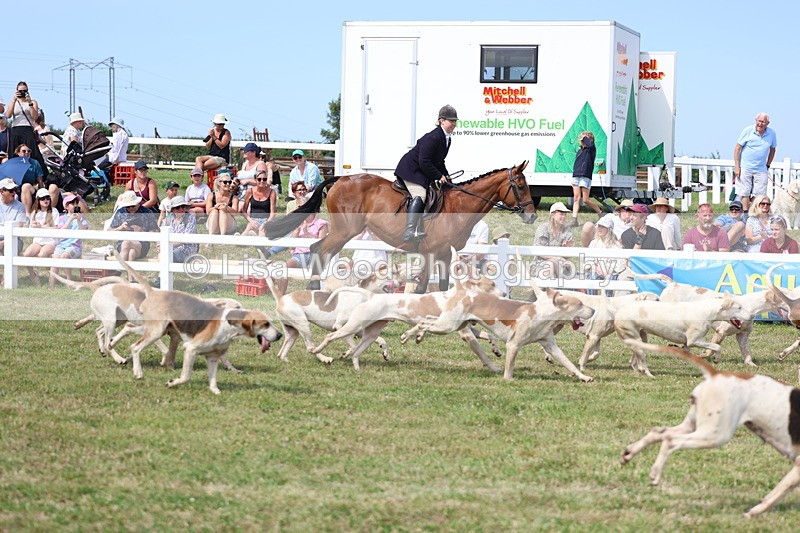 3E7A0167 - Parade of Hounds