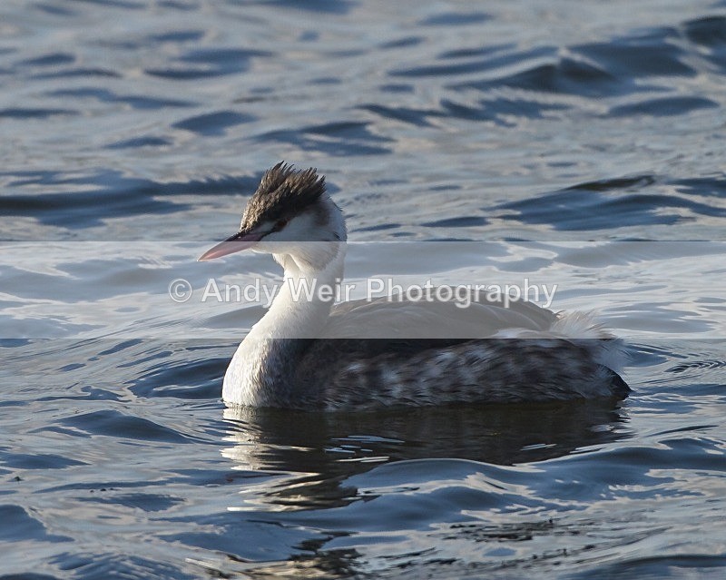 20111112-_MG_7548 - Gt Crested Grebe