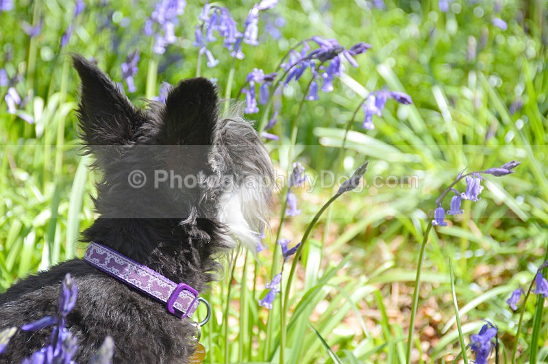  - Schnauzers