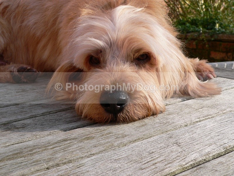  - Basset Fauve de Bretagnes
