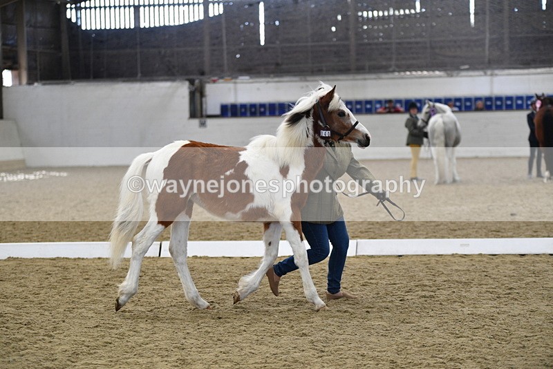 WJ5_4958 - Class 7 In hand coloured / odd coloured