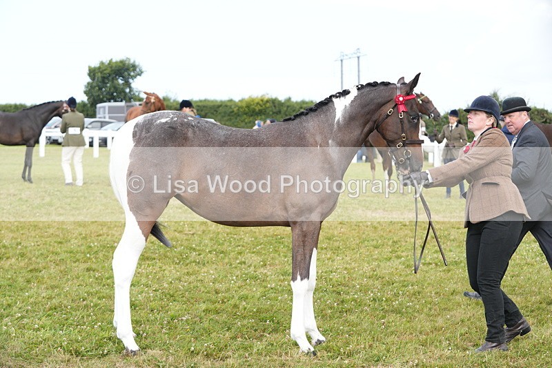 DSC06209 - Class 54: Hunter/Riding Horse/Hack 1 & 2 yr olds