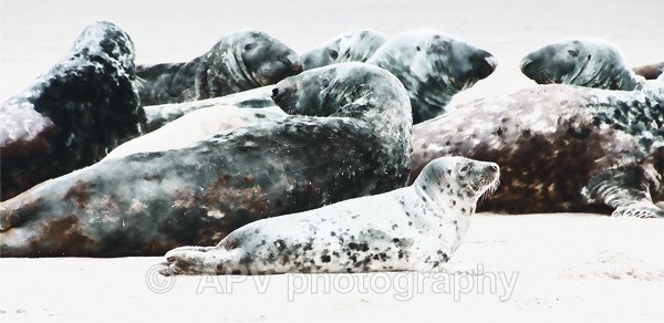 Seal pup - DL Size Cards