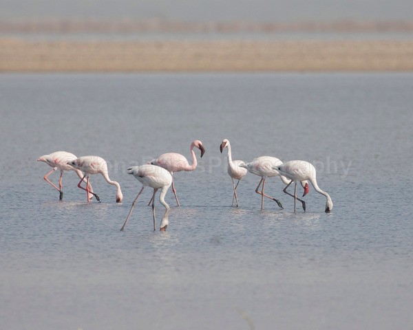 India A-22 - Wildlife of India