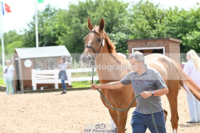 240717A-144531-02270 - Trot Up 2pm to 3pm - This folder is not in time order
