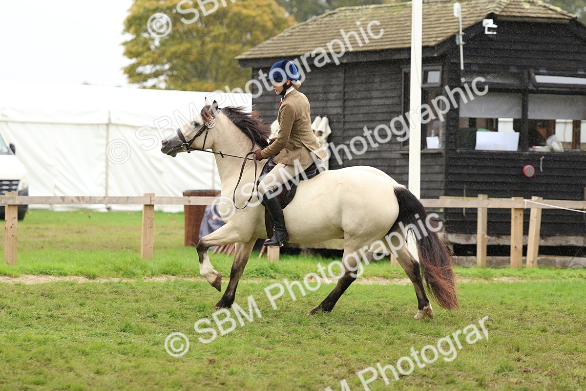 SBM_69621 - S62 - Mountain & Moorland Ridden Large Breeds