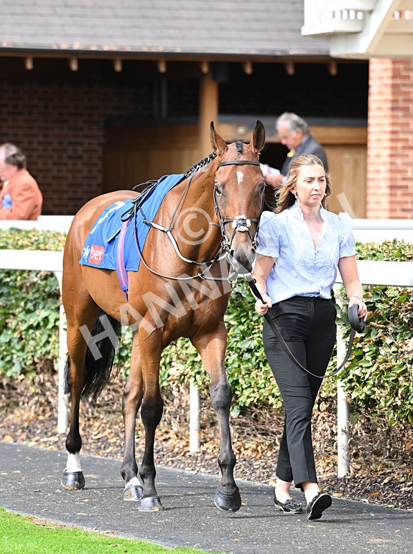 220826-177 Mr Hollywood - Race 4 15.35pm Sky Bet Ebor Handicap
