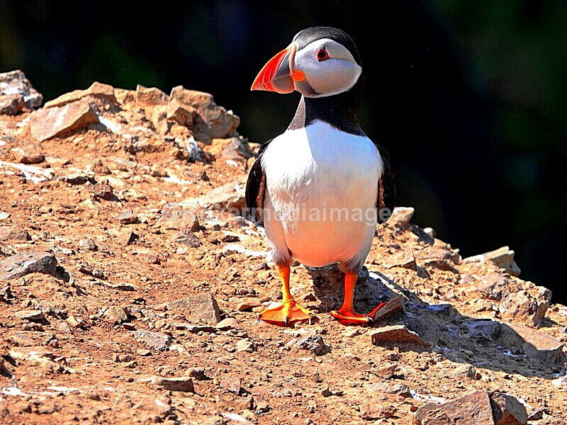 DSC00348 - Skomer 2019