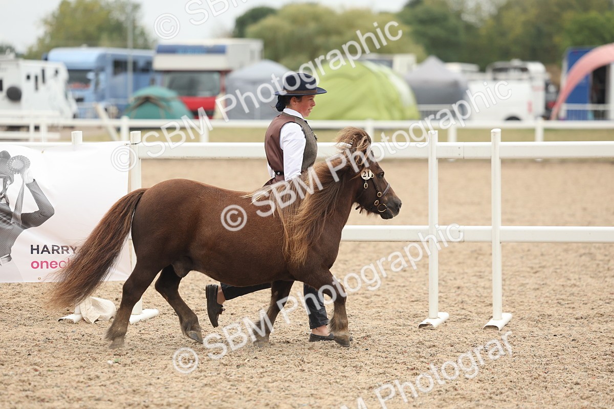 SBM_19276 - Class 317 - IH Pure Bred Horse-Pony