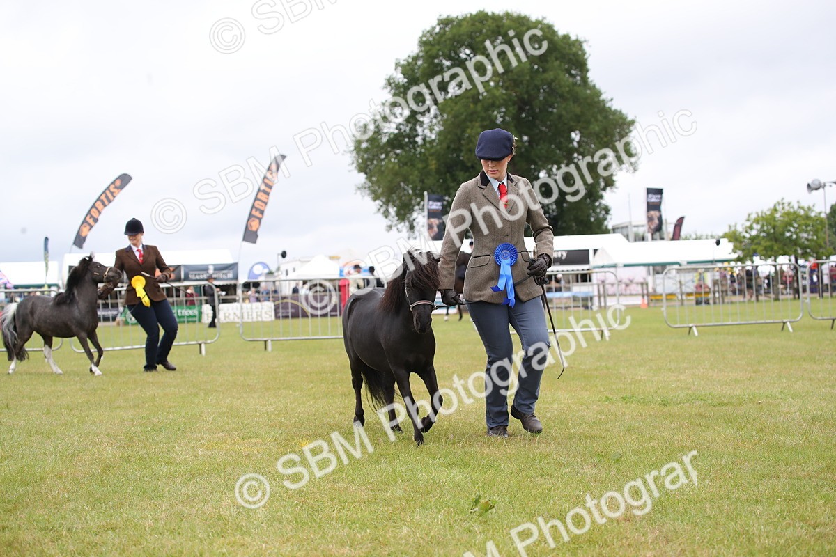 SBM_04026 - Class 23-25 - British Miniature Horse of the Year