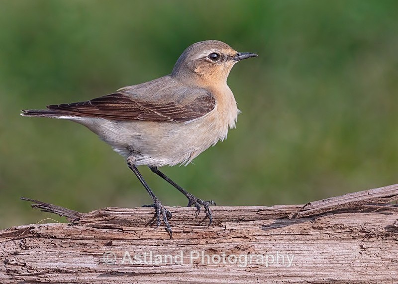 Astland Photography, Bird and Wildlife Images, Susan and Peter Wilson, U.K