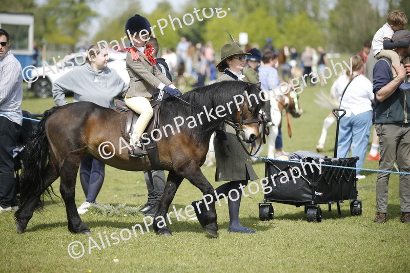 20260426-1830 - Class 7 - Pony Judge Would Most Like To Take Home
