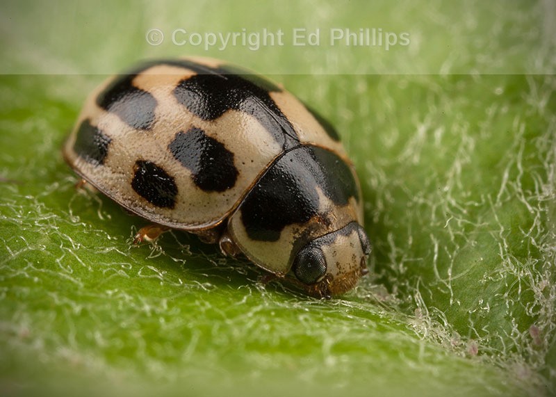 14-Spot Ladybird