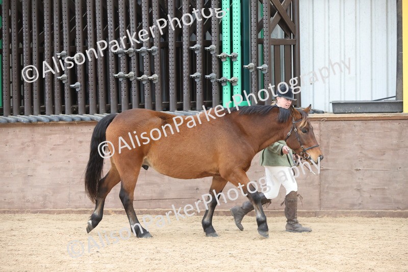 20251109-1063 - Class 29 - Geldings 4 Years and over