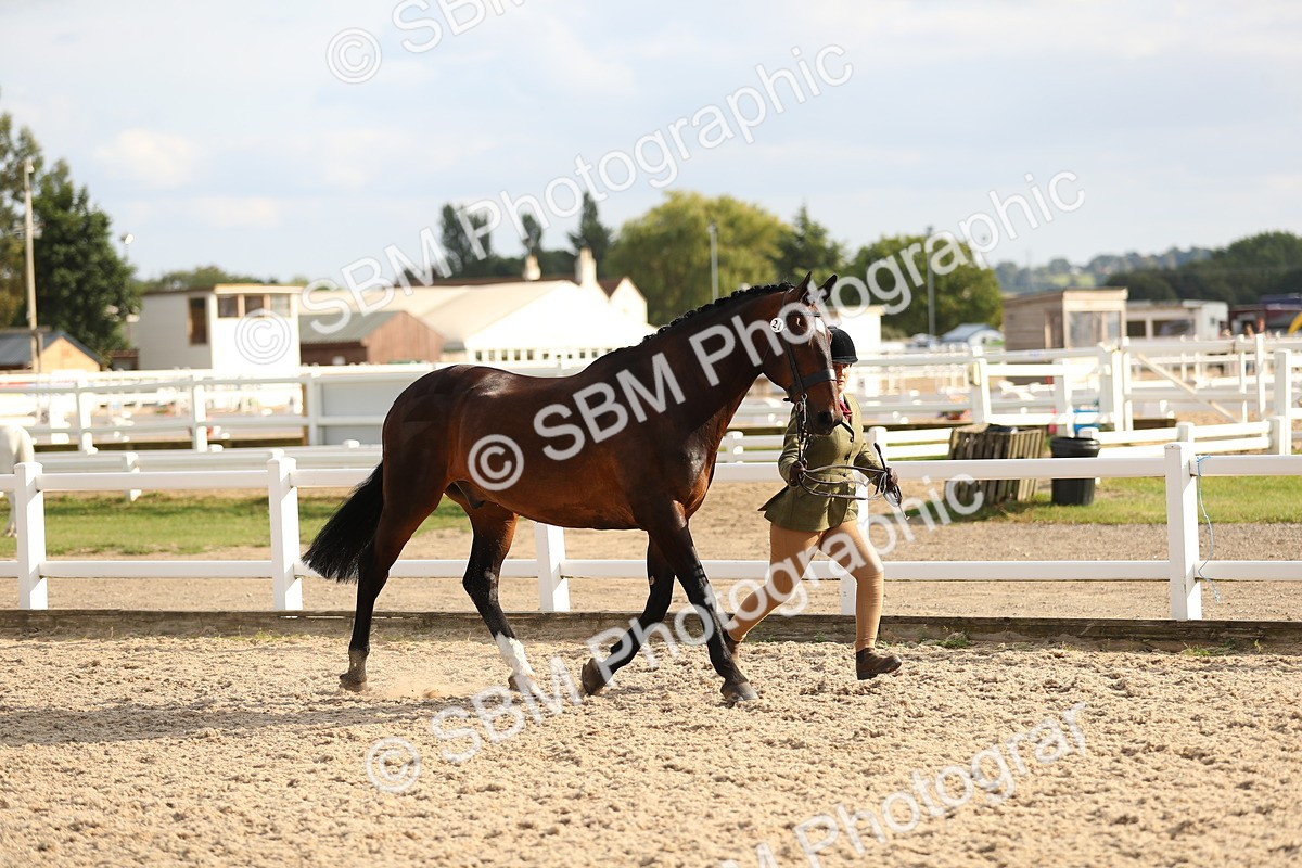 SBM_08572 - Class 28 - IH Veteran Horse