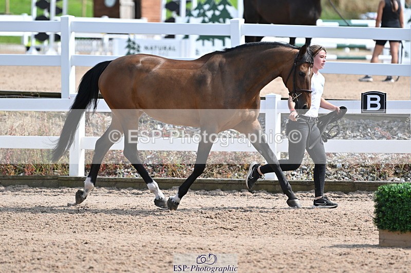 240717A-160241-03285 - Trot Up 4pm to 5pm