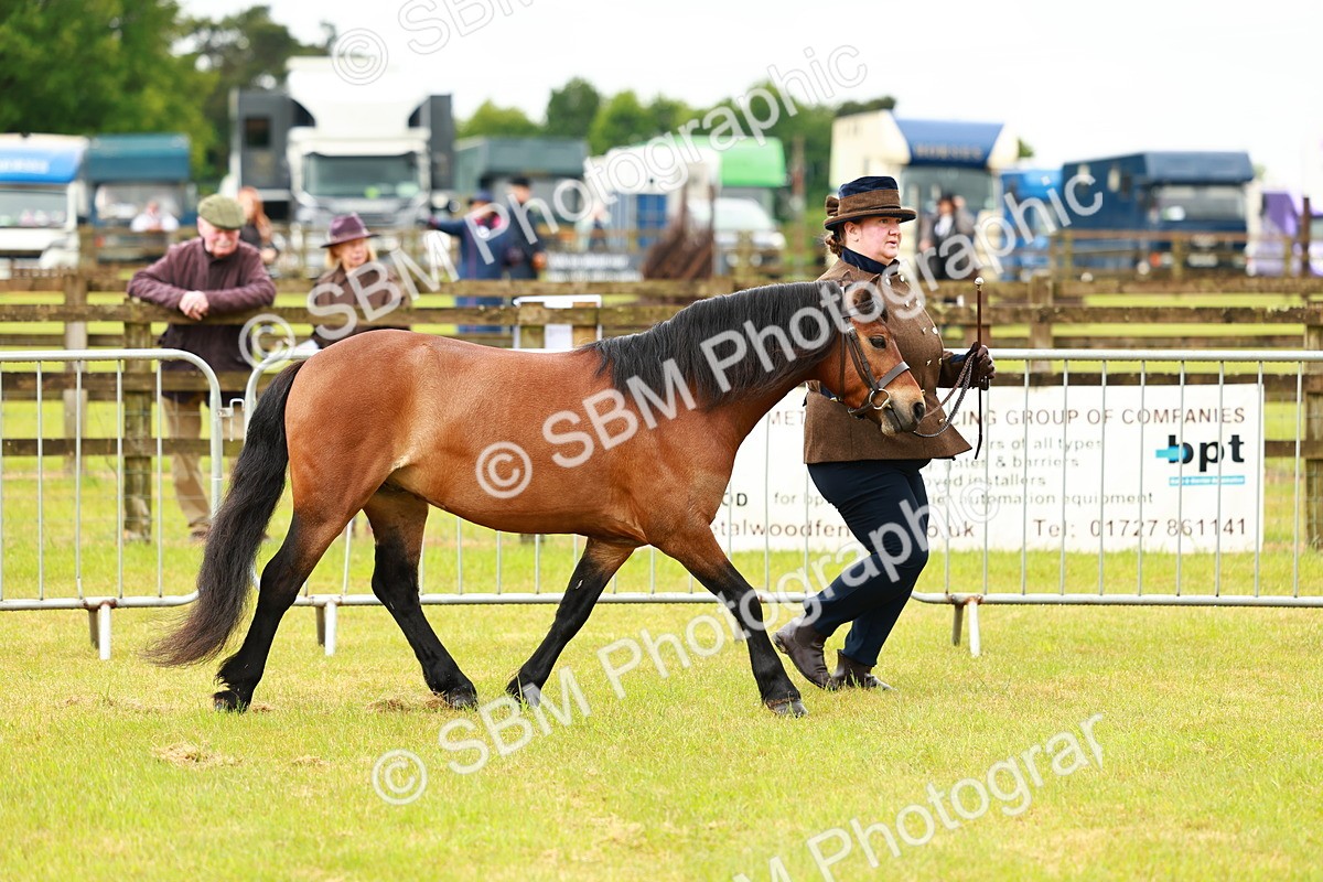 SBM_00266 - Class 58-67 - M&M Non Welsh Pony In hand